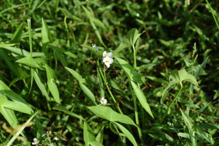Foto de Sagittaria trifolia (Threeleaf arrowhead) flowers. Alismataceae plantas acuáticas perennes. Crece naturalmente en arrozales y humedales, y sus flores blancas de tres pétalos florecen en otoño.. - Imagen libre de derechos