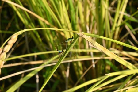 Téléchargez les photos : Ischnura senegalensis accouplement. Odonata Coenagrionidae Insect.Une belle libellule avec un coffre bleu clair et vert pâle qui vit près de l'eau. - en image libre de droit