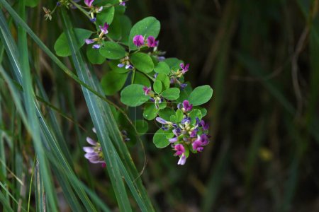 Téléchargez les photos : Bush trèfle / Hagi (Lespedeza) fleurs. Fabaceae arbustes à feuilles caduques.Des grappes de fleurs violet rougeâtre apparaissent à l'extrémité des branches en automne. - en image libre de droit
