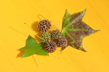 Photo for American sweetgum ( Liquidamber styraciflua ) fruits. Altingiaceae deciduous tree. - Royalty Free Image