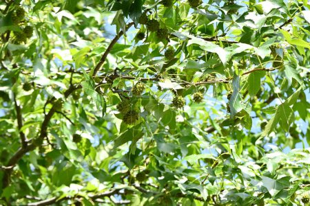 Photo for American sweetgum ( Liquidamber styraciflua ) fruits. Altingiaceae deciduous tree. - Royalty Free Image