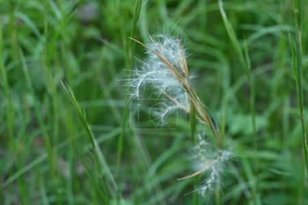 Ginsterbläuling (Andropogon virginicus) blüht. Poaceae mehrjährige Pflanzen. In Nordamerika beheimatet. Ein Unkraut, das auf unbebauten Flächen wächst und im Herbst Stacheln an seinen Blütenständen bildet.