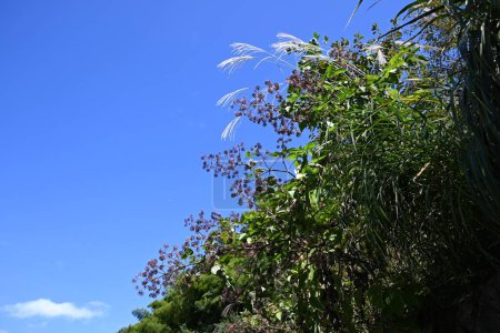 Téléchargez les photos : Baies d'Udo (Aralia cordata). Araliaceae plantes vivaces originaires du Japon. Les jeunes feuilles et les tiges sont des plantes sauvages. Les baies mûrissent au noir-violet en automne. - en image libre de droit