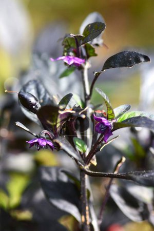 Photo for Capsicum annuum ' Black pearl '. An ornamental pepper, an annual herb of the Solanaceae family native to tropical America. - Royalty Free Image