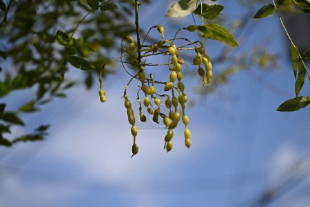 Téléchargez les photos : Pagode japonaise (Styphnolobium japonicum) fruits (Légumineuses). Fabaceae arbre à feuilles caduques. Le fruit est caractérisé par un espace extrêmement étroit entre les graines. - en image libre de droit