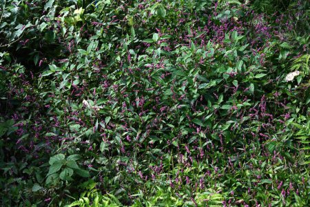 Téléchargez les photos : Fleurs d'asclépiade rampante (Persicaria longiseta). C'est une mauvaise herbe qui pousse sur les bords des routes et les terrains vacants et fleurit du début de l'été à l'automne. - en image libre de droit