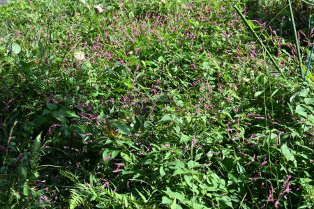 Téléchargez les photos : Fleurs d'asclépiade rampante (Persicaria longiseta). C'est une mauvaise herbe qui pousse sur les bords des routes et les terrains vacants et fleurit du début de l'été à l'automne. - en image libre de droit