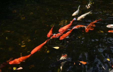 Foto de Nishikigoi / Carpa japonesa / Koi (Cyprinus carpio). Nishikigoi es una variedad desarrollada en Japón con fines ornamentales, y se considera una "joya viviente" y "obra de arte para nadar". - Imagen libre de derechos