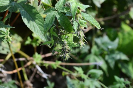 Japanese hop ( Humulus japonicus ) fruits. Cannabaceae dioecious annual vine. Flowering period is from August to October. It spreads all over and gets entangled with other plants.