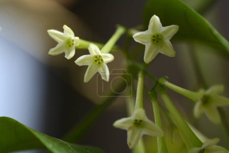 Cestrum nocturnum ( Lady of the night / Night jasmine ) flowers. Solanaceae evergreen tropical shrub. Flowers bloom at night and give off a strong fragrance.