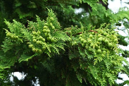 Japanische Zypresse / Hinoki-Baum (Chamaecyparis obtusa) Blätter, Rinde, Zapfen. Cupressaceae konifer. Zapfen reifen von Oktober bis November zu rotbrauner Farbe.