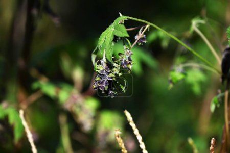 Humulus japonica (hop japonés) flores y frutas. Cannabaceae dioecious annual vine. Los tallos tienen pequeñas espinas afiladas y crecen enredándose con otras plantas.