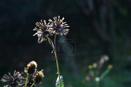 Foto de Hairy beggar-ticks (Bidens pilosa) flores y semillas. Asteraceae plantas anuales. Produce flores amarillas cilíndricas, y los aquenios son semillas espinosas con espinas en las puntas. - Imagen libre de derechos