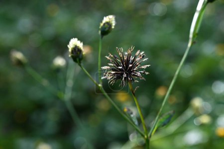 Foto de Hairy beggar-ticks (Bidens pilosa) flores y semillas. Asteraceae plantas anuales. Produce flores amarillas cilíndricas, y los aquenios son semillas espinosas con espinas en las puntas. - Imagen libre de derechos