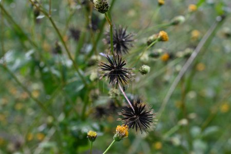 Hairy beggar-ticks (Bidens pilosa) flores y semillas. Asteraceae plantas anuales. Produce flores amarillas cilíndricas, y los aquenios son semillas espinosas con espinas en las puntas.