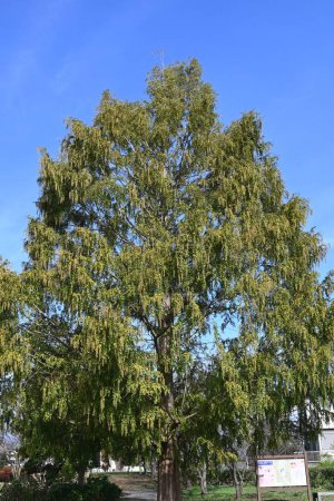 Téléchargez les photos : Metasequoia (séquoia de l'aube) inflorescences mâles. Cupressacées conifères à feuilles caduques. - en image libre de droit