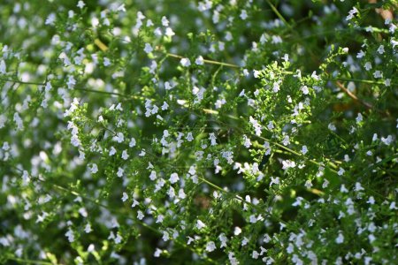 Téléchargez les photos : Calamintha nepeta (Petite calamité) fleurs. Lamiaceae plante vivace à feuilles persistantes. Petites fleurs blanches avec des taches violet clair sur les pétales fleurissent du début de l'été à l'automne. - en image libre de droit