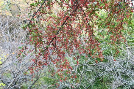 Téléchargez les photos : Baies de pyracantha (épine de feu). Rosacées arbuste à feuilles persistantes. Fleurs blanches fleurissent au début de l'été et les baies mûrissent en rouge de l'automne à l'hiver. - en image libre de droit