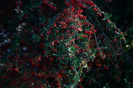Foto de Pyracantha (espina de fuego) bayas. Rosaceae evergreen shrub. Flores blancas florecen a principios de verano y las bayas maduran rojas de otoño a invierno. - Imagen libre de derechos