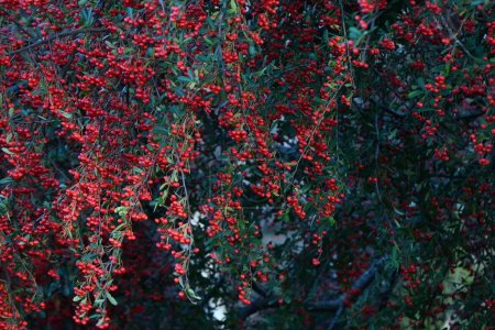 Téléchargez les photos : Baies de pyracantha (épine de feu). Rosacées arbuste à feuilles persistantes. Fleurs blanches fleurissent au début de l'été et les baies mûrissent en rouge de l'automne à l'hiver. - en image libre de droit