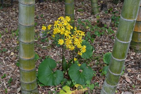 Japanisches Blattsilber (Farfugium japonicum) blüht. Asreraceae immergrüne mehrjährige Pflanzen. Gelbe Blumen blühen früh. Die jungen Blattstiele sind essbar und die Blätter sind medizinisch.