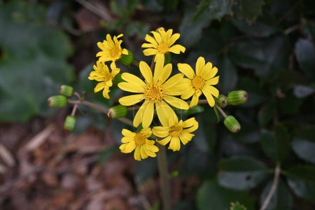 Japanisches Blattsilber (Farfugium japonicum) blüht. Asreraceae immergrüne mehrjährige Pflanzen. Gelbe Blumen blühen früh. Die jungen Blattstiele sind essbar und die Blätter sind medizinisch.