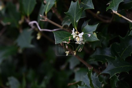 Téléchargez les photos : Fleurs de houx (Osmanthus heterophyllus). Oleaceae arbre sempervirent. Floraison de fleurs blanches parfumées en hiver. - en image libre de droit