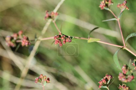 Téléchargez les photos : Euphorbia nutans (Euphorbia maculata) fleurs. Euphorbiaceae plante toxique annuelle. Fleurs blanches apparaissent en inflorescences en forme de coupe de l'été à l'automne. - en image libre de droit