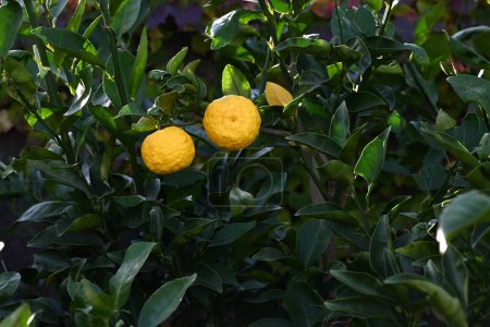 Téléchargez les photos : Yuzu (Citrus junos) fruits. La saison des fruits est de Septembre à Décembre, et il a un goût aigre-fort et est utilisé comme épice dans la cuisine japonaise et comme médicament à base de plantes. - en image libre de droit