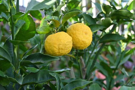 Yuzu (Citrus junos) Früchte. Die Obstsaison dauert von September bis Dezember und hat einen stark säuerlichen Geschmack, der in der japanischen Küche als Gewürz und als Kräutermedizin verwendet wird..