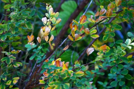Photo for Japanese bush clover (Lespedeza) yellow leaves. Fabaceae deciduous shrub. Seasonal background material. - Royalty Free Image