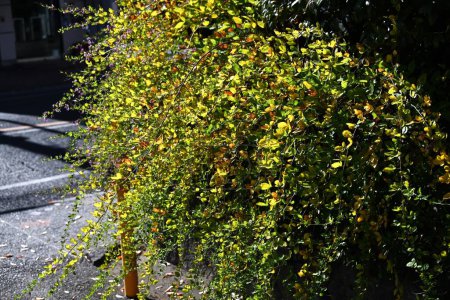 Téléchargez les photos : Feuilles jaunes du trèfle arbustif (Lespedeza). Fabaceae arbuste à feuilles caduques. Matériel de référence saisonnier. - en image libre de droit