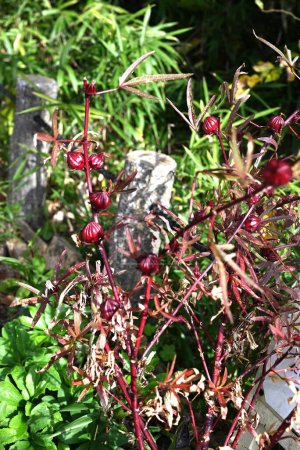 Foto de Roselle (Hibiscus sabdariffa) frutas. Arbusto de Malvaceae. Florece como flores de okra en otoño y produce frutos rojos después de florecer. Se come cruda y se usa en mermeladas y jaleas.. - Imagen libre de derechos