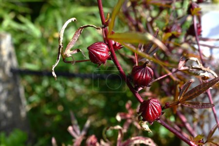 Foto de Roselle (Hibiscus sabdariffa) frutas. Arbusto de Malvaceae. Florece como flores de okra en otoño y produce frutos rojos después de florecer. Se come cruda y se usa en mermeladas y jaleas.. - Imagen libre de derechos