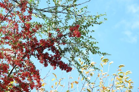 Téléchargez les photos : Baies d'aubépine (Pyracantha coccinea). Rosacées arbuste à feuilles persistantes. Les fleurs fleurissent au printemps et les baies mûrissent en rouge de la fin de l'automne à l'hiver. - en image libre de droit