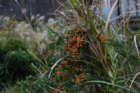 Téléchargez les photos : Baies d'aubépine (Pyracantha coccinea). Rosacées arbuste à feuilles persistantes. Les fleurs fleurissent au printemps et les baies mûrissent en rouge de la fin de l'automne à l'hiver. - en image libre de droit