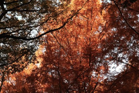 Téléchargez les photos : Feuilles d'automne du séquoia glyptostroboides (Metasequoia glyptostroboides). Cupressaceae conifères à feuilles caduques et est appelé "fossile vivant" et devient beau rouge en automne. - en image libre de droit