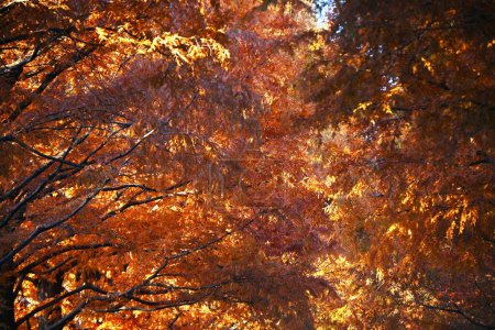 Téléchargez les photos : Feuilles d'automne du séquoia glyptostroboides (Metasequoia glyptostroboides). Cupressaceae conifères à feuilles caduques et est appelé "fossile vivant" et devient beau rouge en automne. - en image libre de droit