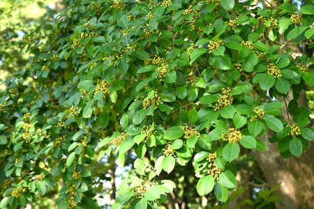 aquifoliaceae