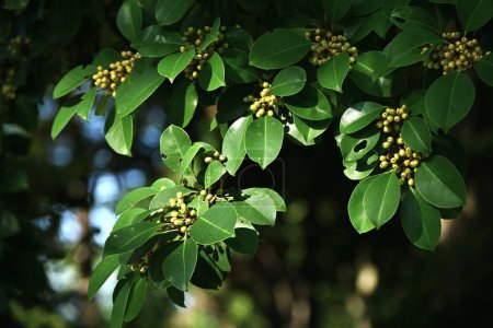 aquifoliaceae