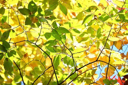 Photo for Japanese zelkova (Zelkova serrata) yellow leaves. Ulmaceae deciduous tree. Because of its beautiful shape, it is used as a park tree or street tree. - Royalty Free Image