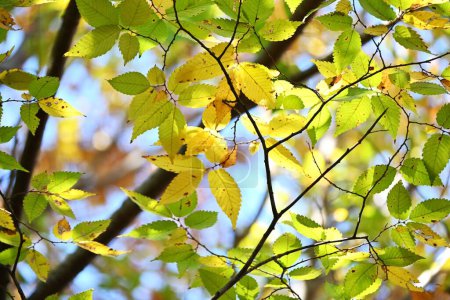 Téléchargez les photos : Feuilles jaunes japonaises de zelkova (Zelkova serrata). Ulmaceae arbre à feuilles caduques. En raison de sa belle forme, il est utilisé comme arbre de parc ou arbre de rue. - en image libre de droit