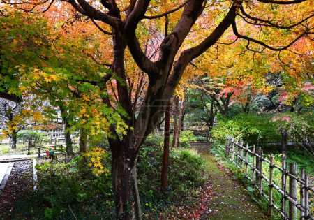 Photo for Leaf-peeping is called 'Momiji-gari' in Japan. Japanese people value the seasons, and enjoy cherry blossom viewing in the spring, and go to see the autumn leaves in the fall. - Royalty Free Image