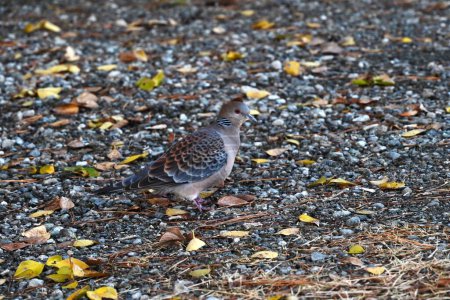 Photo for An Oriental turtle dove ( Streptopelia orientalis ). A stylish dove with scales on its back and a striped muffler around its neck. - Royalty Free Image