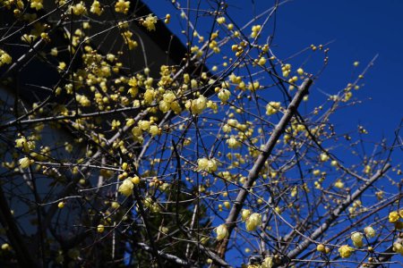 Invernal (pimienta de Jamaica japonesa) flores y semillas. Calycanthaceae arbusto caducifolio. Florece fragantes flores amarillas de enero a febrero.