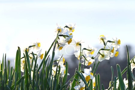 Photo for Narcissus flowers. Amaryllidaceae perennial plants. It blooms lovely flowers from winter to spring and is loved all over the world. - Royalty Free Image