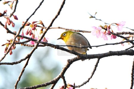 Photo for A warbling white-eye sucking nectar from cherry blossoms. A wild bird with a yellow-green body color and white around the eyes. - Royalty Free Image