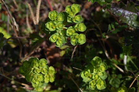 Téléchargez les photos : Épurge (Euphorbia helioscopia). Euphorbiaceae. C'est une plante toxique qui contient de la sève laiteuse. - en image libre de droit