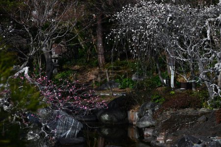 Japanese apricot (Ume) flowers in a Japanese-style garden.Ume flowers are representative flowers of Japanese culture.