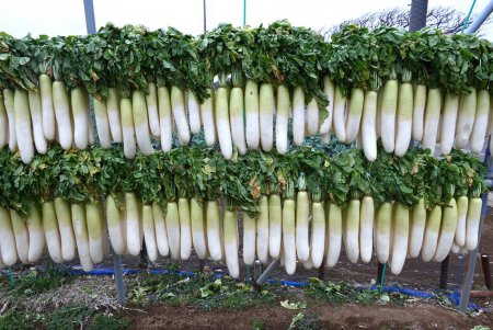 A view of daikon radish being dried to make pickled daikon radish. Pickled daikon radish is a pickled dish called 'Takuan' in Japan.